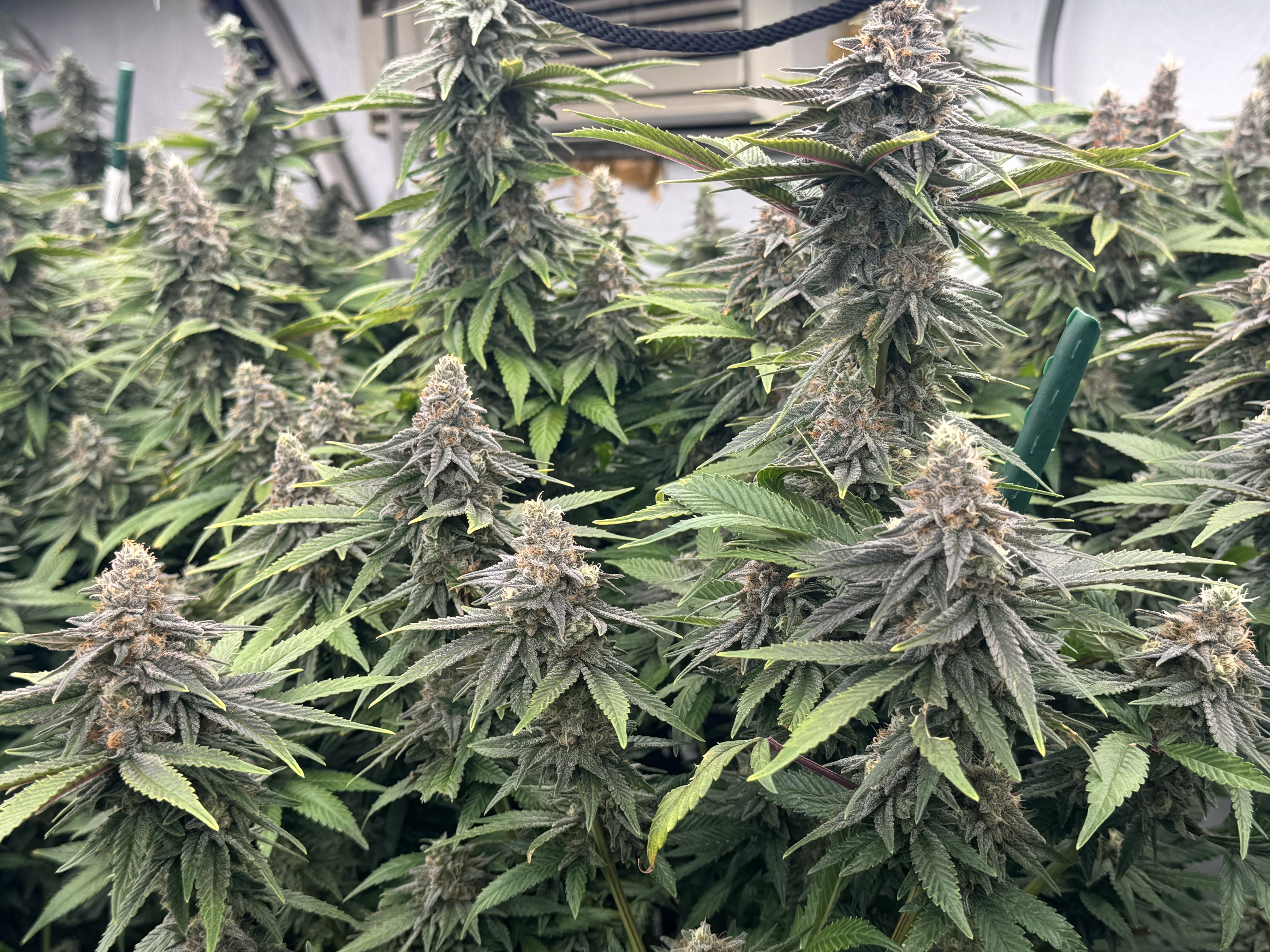 Large, green cannabis plants with budding flowers inside a grow tent.